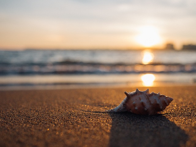 Muszla leżąca na plaży
